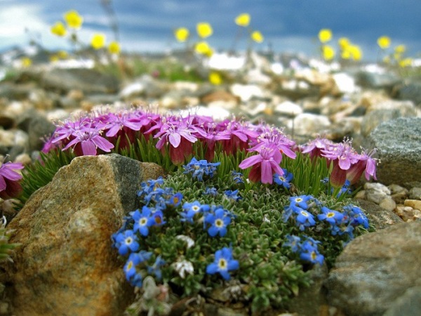 Растения для альпийской горки