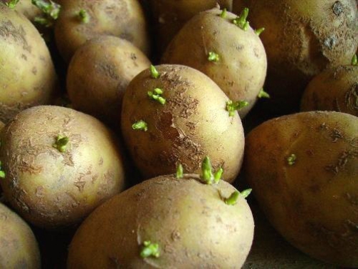 картофель для посадки