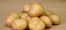 Чтобы картофель вырос крупным