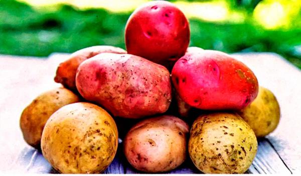 10 правил богатого урожая картофеля