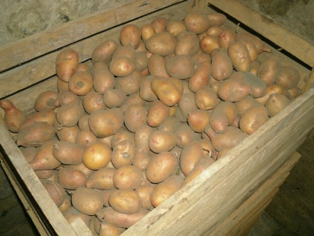 Хранение картофеля в погребе в ящиках
