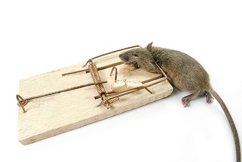 как бороться с мышами с помощью мышеловк