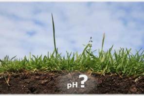 Определяем кислотность почвы по растениям