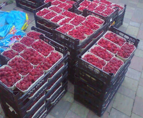 ягода в пластиковых ящиках