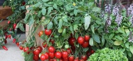 Как вырастить помидоры в квартире зимой
