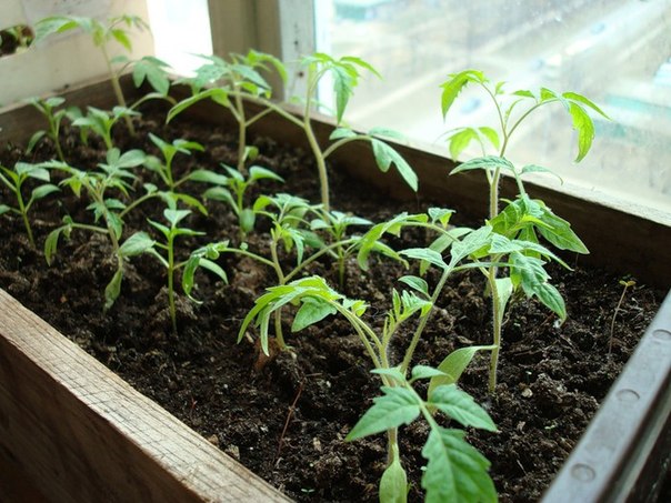 Как вырастить помидоры зимой на подоконнике через рассаду