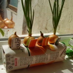 Выращивание зеленого лука на подоконнике в емкости из-под сока