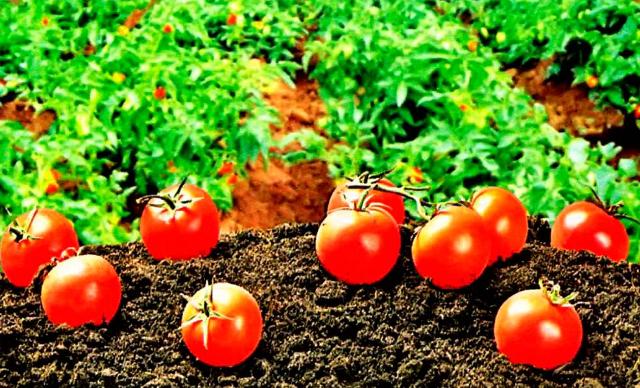 5 советов по выращиванию крупных томатов