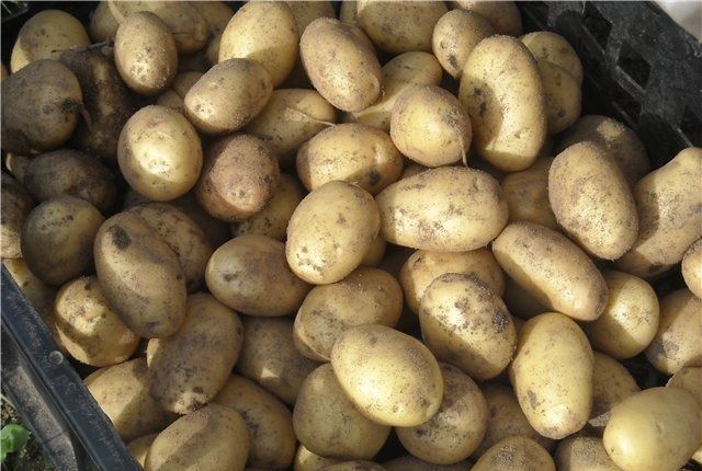Как вырастить ровные клубни картофеля