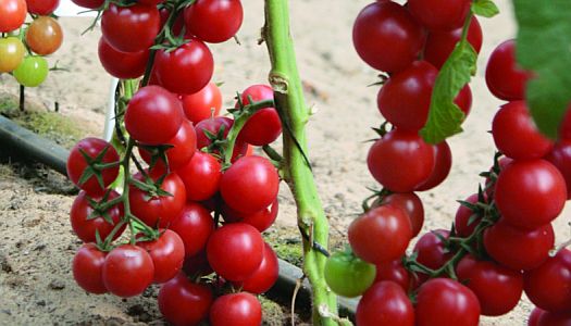 Опыт выращивания томатов сорта черри Ира