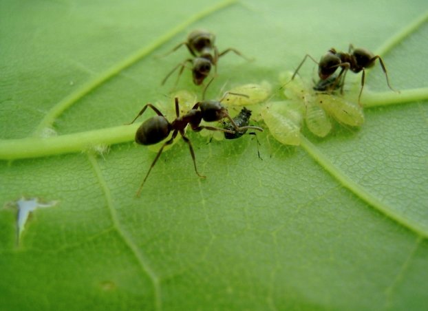 как прогнать муравьев с участка