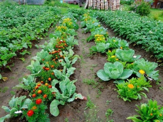 Основные правила посадки овощей на огороде