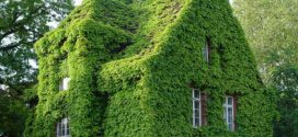 Вертикальное озеленение дома