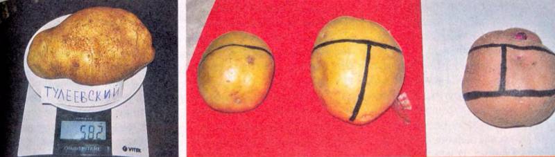 Посадка картофеля – нужно ли резать клубни
