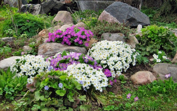 растения для альпийской горки фото 
