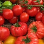 урожайные сорта томатов