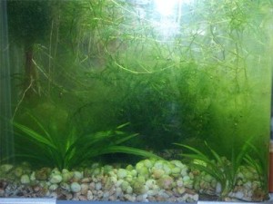 Как бороться с зелеными водорослями в аквариуме