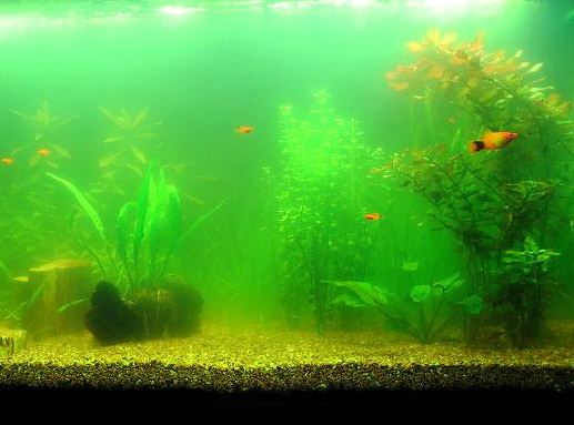 Как бороться с водорослями в аквариуме