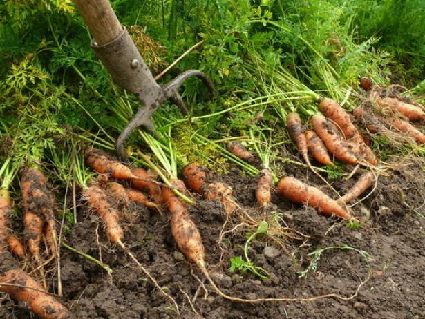 как убирать морковь с грядки