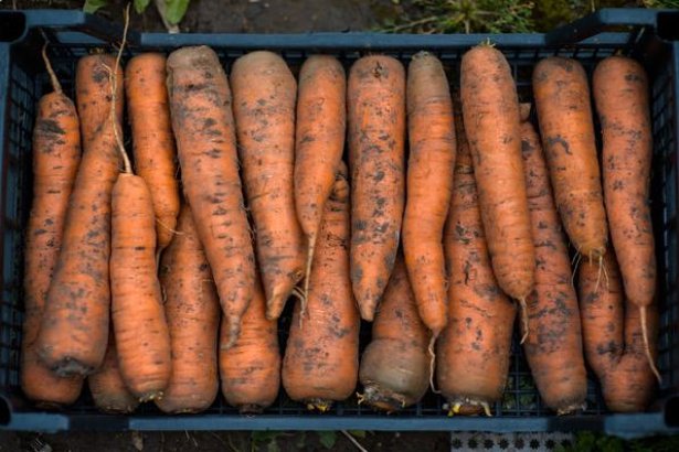 Хранение моркови