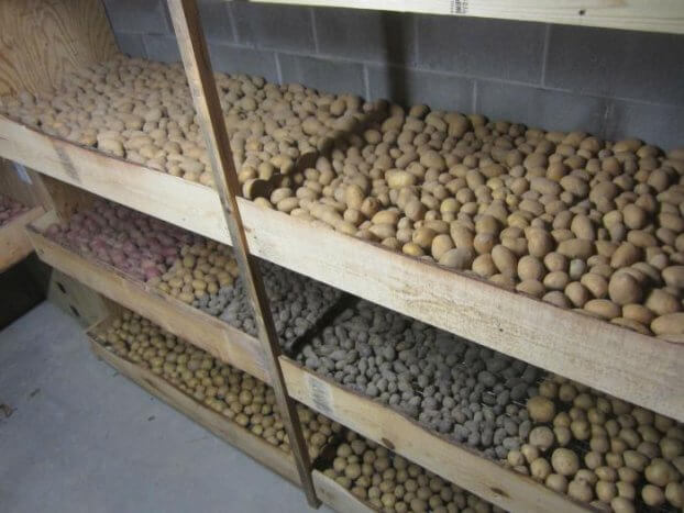 Хранение картофеля в подвале