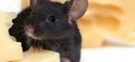 Признаки появления мышей в доме