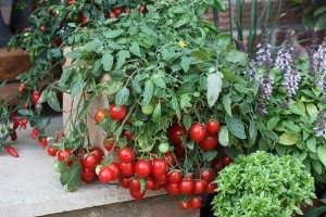 Как вырастить помидоры в квартире зимой