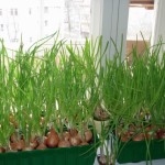 Выращивание зеленого лука на подоконнике