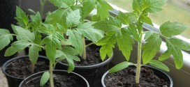 как вырастить рассаду томатов в домашних условиях
