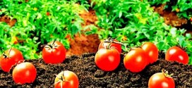 5 советов по выращиванию крупных томатов