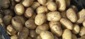 Как вырастить ровные клубни картофеля