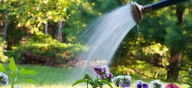 Чем поливать растения?