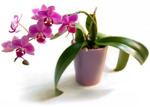 как поливать орхидеи в домашних условиях