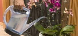 как поливать орхидеи в домашних условиях
