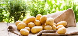 5 правил получения хорошего урожая картофеля