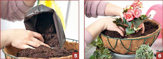 Как посадить растения в подвесную корзину