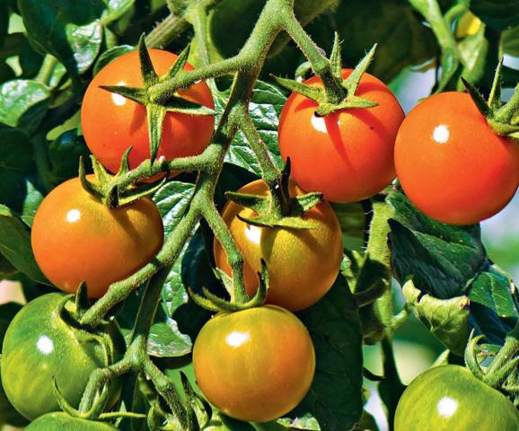 Как повысить урожай томатов