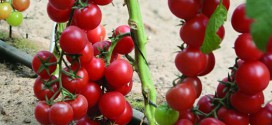Опыт выращивания томатов сорта черри Ира