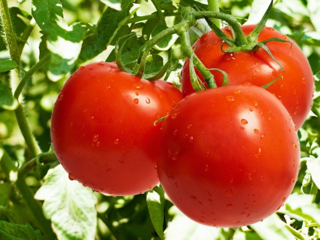 Как формировать томаты