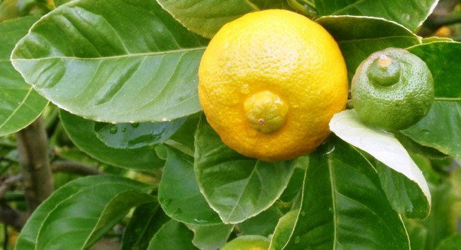 Сладкий лимон