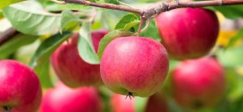 6 простых правил хорошего урожая яблок
