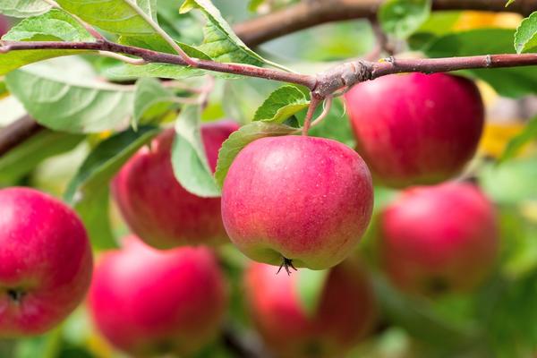 6 простых правил хорошего урожая яблок