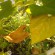 Желтеют листья у огурцов: в чем причина и какие меры нужно принимать?