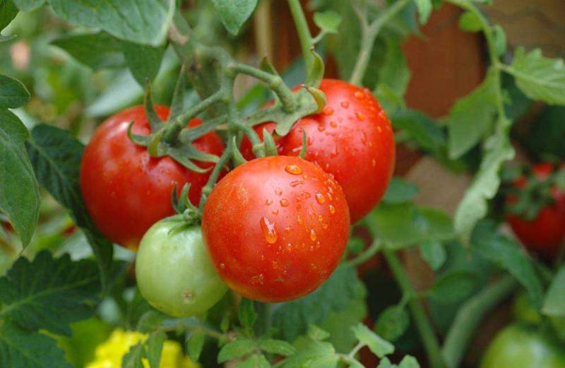 Опыт выращивания рассады томатов