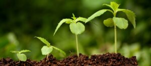 Использование стимулятора роста растений: повышение урожайности и качества плодов