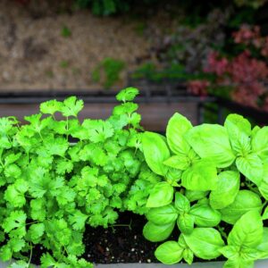 Путеводитель по саду и огороду: советы и рекомендации для успешного выращивания