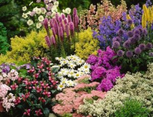 Изысканные садовые растения: красота и уход